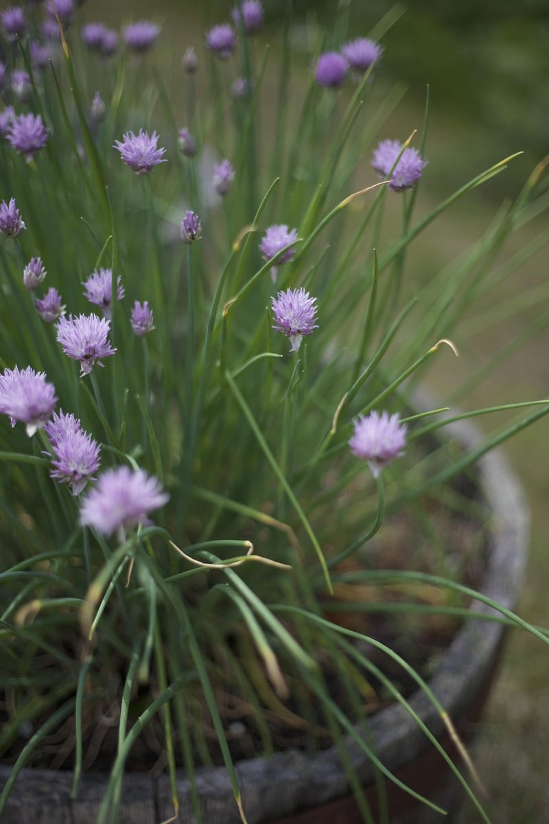Homegrown Herbs