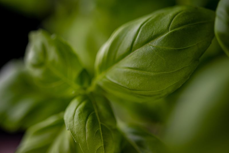 Indoor Herbs
