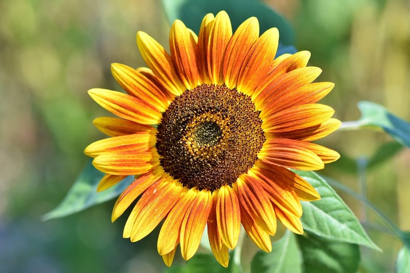 Sunlit Plant